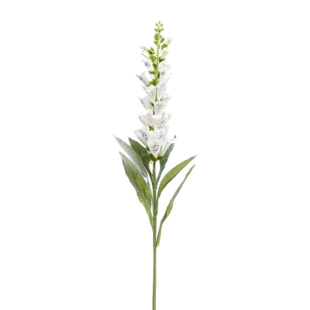 Digitalis Branch Crème H92