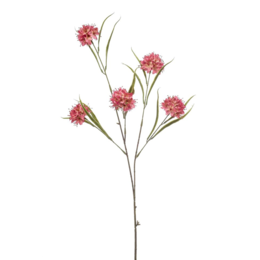 Allium bloementak Roze H86