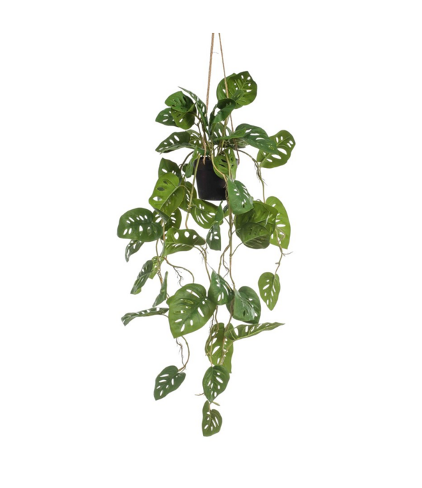 Hanging plant Monstera Monkey in pot H80