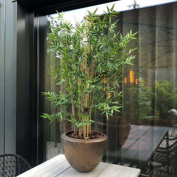 Japanese Bamboo UV Green H125 D70