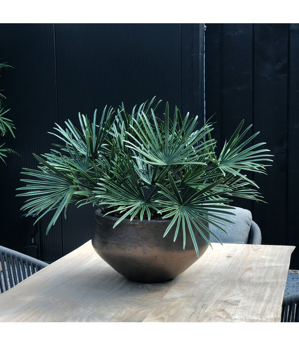 Raphis Bouquet Sticker UV Green H60