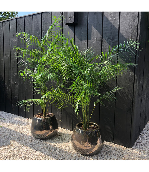 Areca Palm UV Groen H175 D120