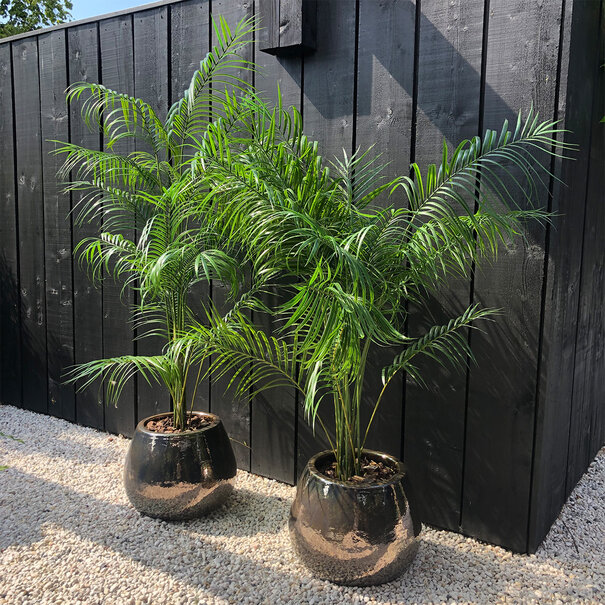 Areca palm UV Green H195 D140