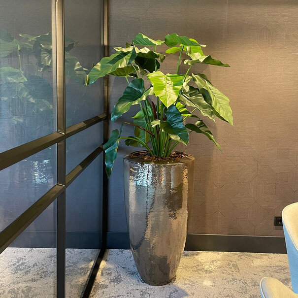 Philodendron XL Deluxe Green H120 D59