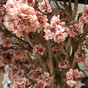Blossom Branch Taupe H115