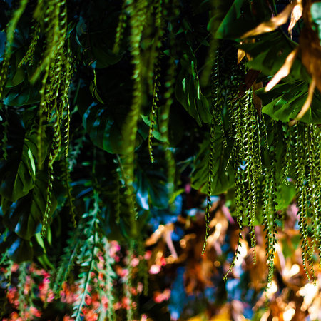 Plugs & Hanging plants