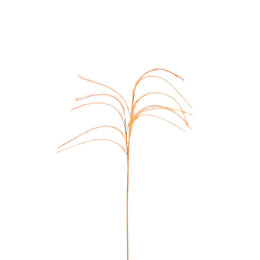 feather grass branch Orange D14 H150