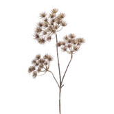 Heracleum Brown H102