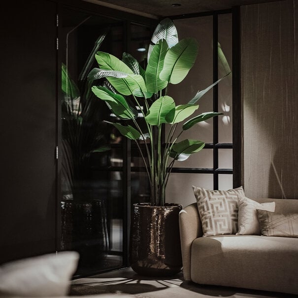 Strelitzia Deluxe Green H235 D170