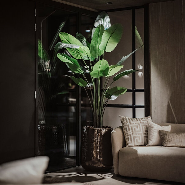 Strelitzia Plant Green H235 D170