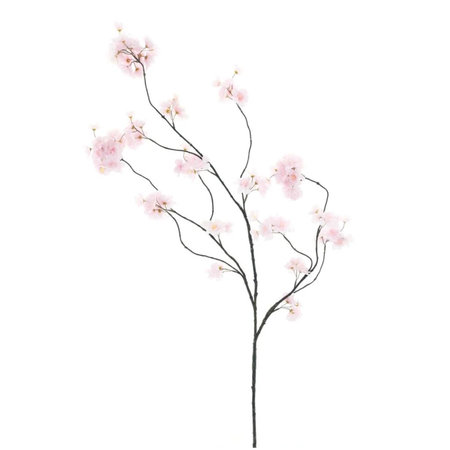 Blossom branch