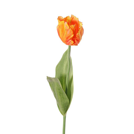 Parrot Tulp met Blad Oranje H64