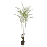 Bosvaren Groen H210 D120