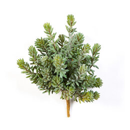 Sedum Bush Steker H20