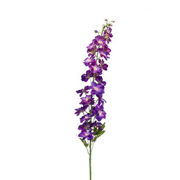 Delphinium Paars H128