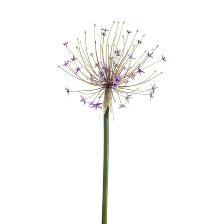 Allium Lila H105