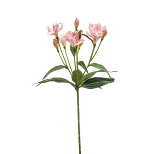 Alstroemeria Pink H70