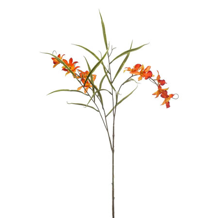 Orchidee Oranje H73