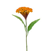 Celosia Orange H62