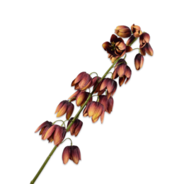 Fritillaria Bourgondy H95