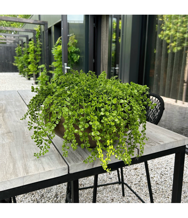 Dischidia hanging plant UV Green H40