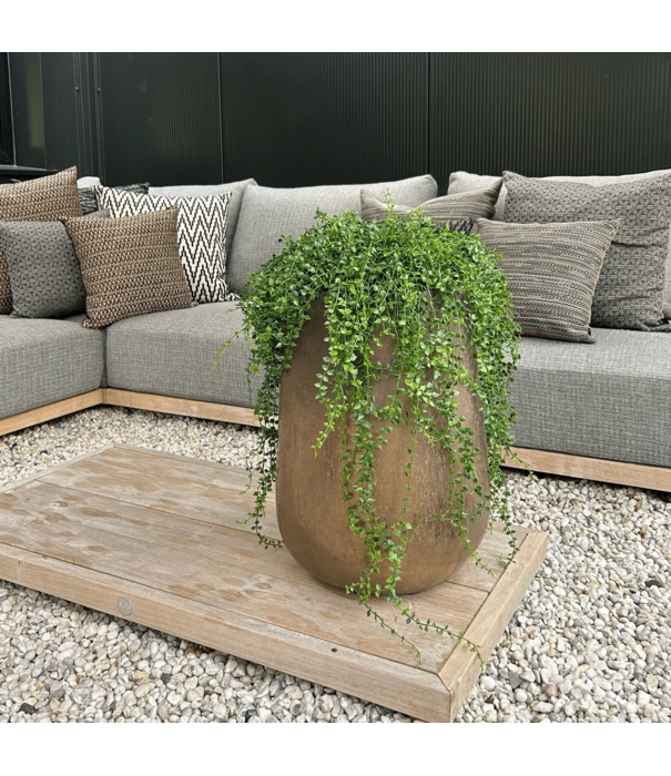 Callisia Hangplant UV Groen H70