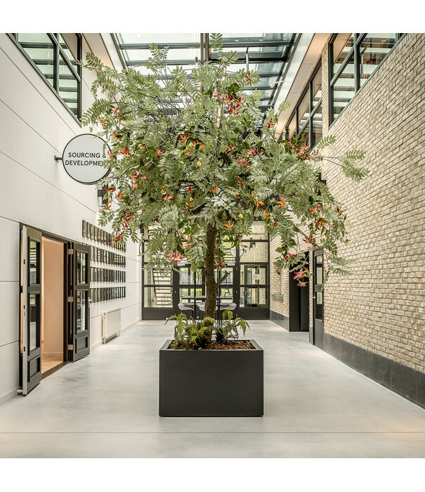 Mahonia Tak Groen H150