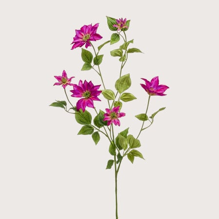 Clematis Fuchsia H110