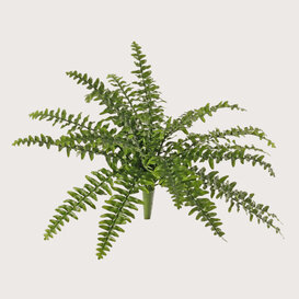 Boston fern plug UV Green H50