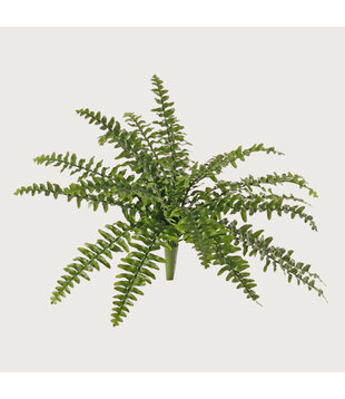 Boston fern plug UV Green H50