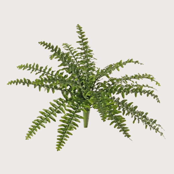 Boston fern plug UV Green H50