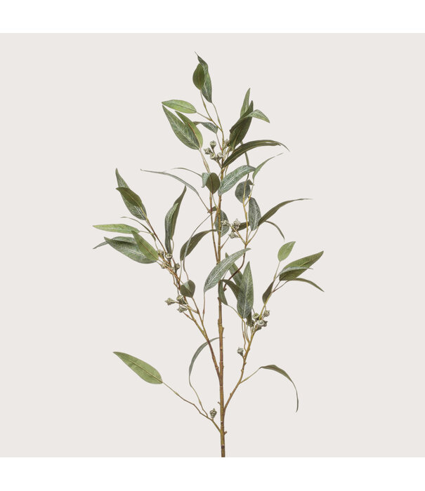 Eucalyptus Tak met zaadjes Groen H115