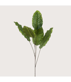 Dieffenbachia Bladtak Groen H110