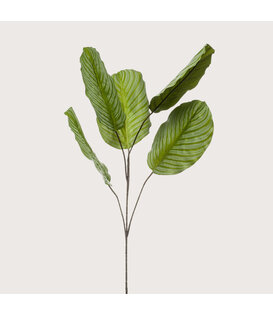 Dieffenbachia Leaf Branch Colour Green H110