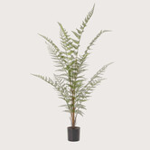 Bosvaren Groen H120 D50