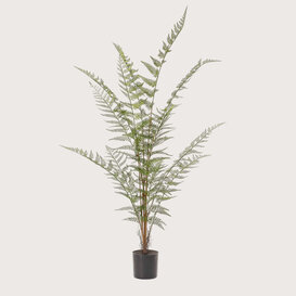 Forest fern H120