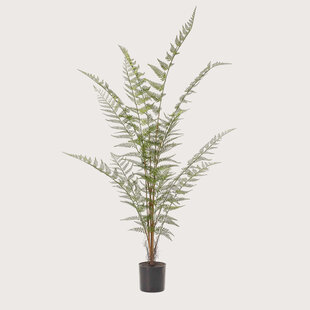 Wood Fern Green H120 D50