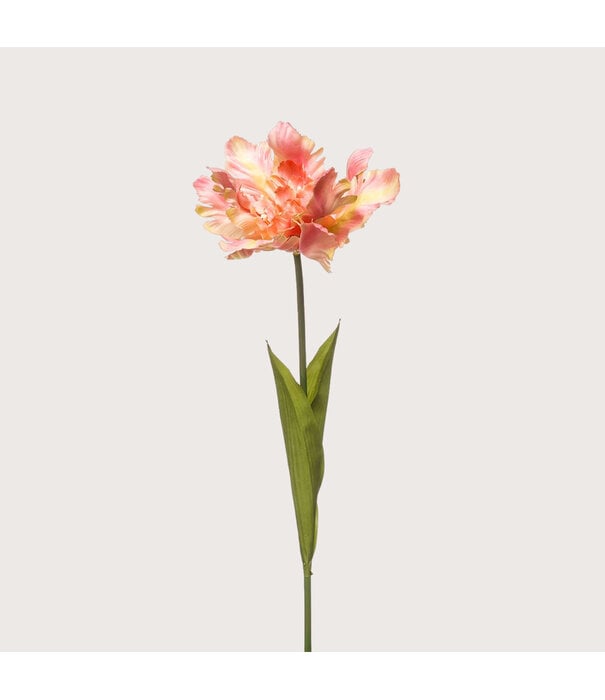 Parrot Tulip Peach H68