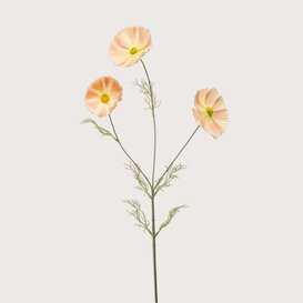 Cosmos (3-Branch ) Peach H80