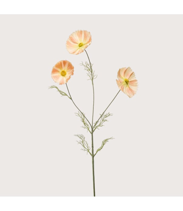 Cosmos (3-branch) Peach H80