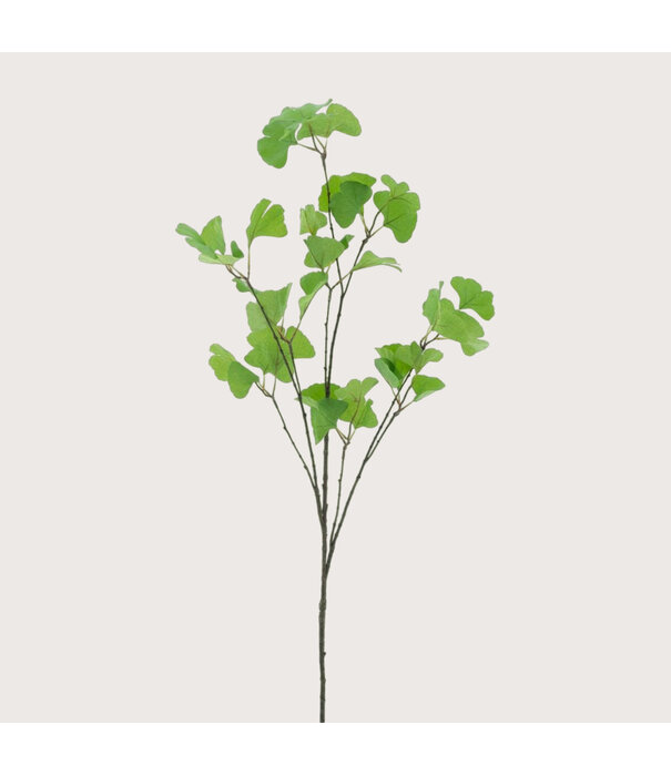 Ginko Tak Green H126