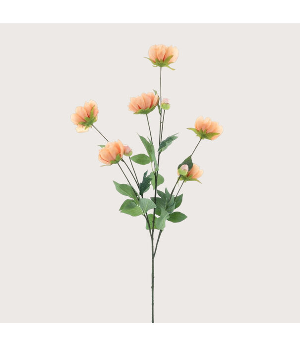 PioenTak Perzik H126