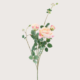 Rozen Tak Roze H100