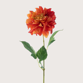 Dahlia Red/Orange H64