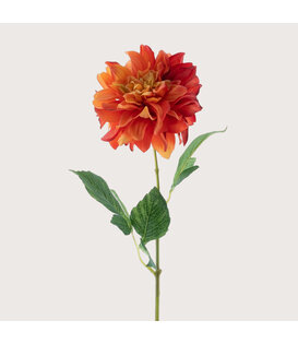 Dahlia Rood/Oranje H64
