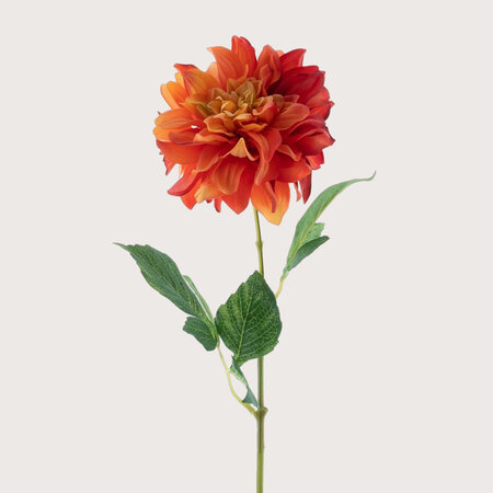 Dahlia Rood/Oranje H64