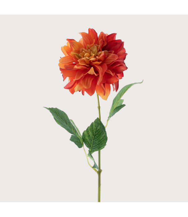 Dahlia Red/Orange H64