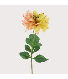 Dahlia Green/Pink H64