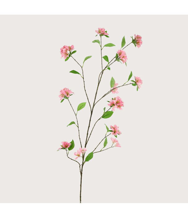 Rhododendron Tak Roze H165