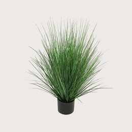 Gras King Festuca Groen H91